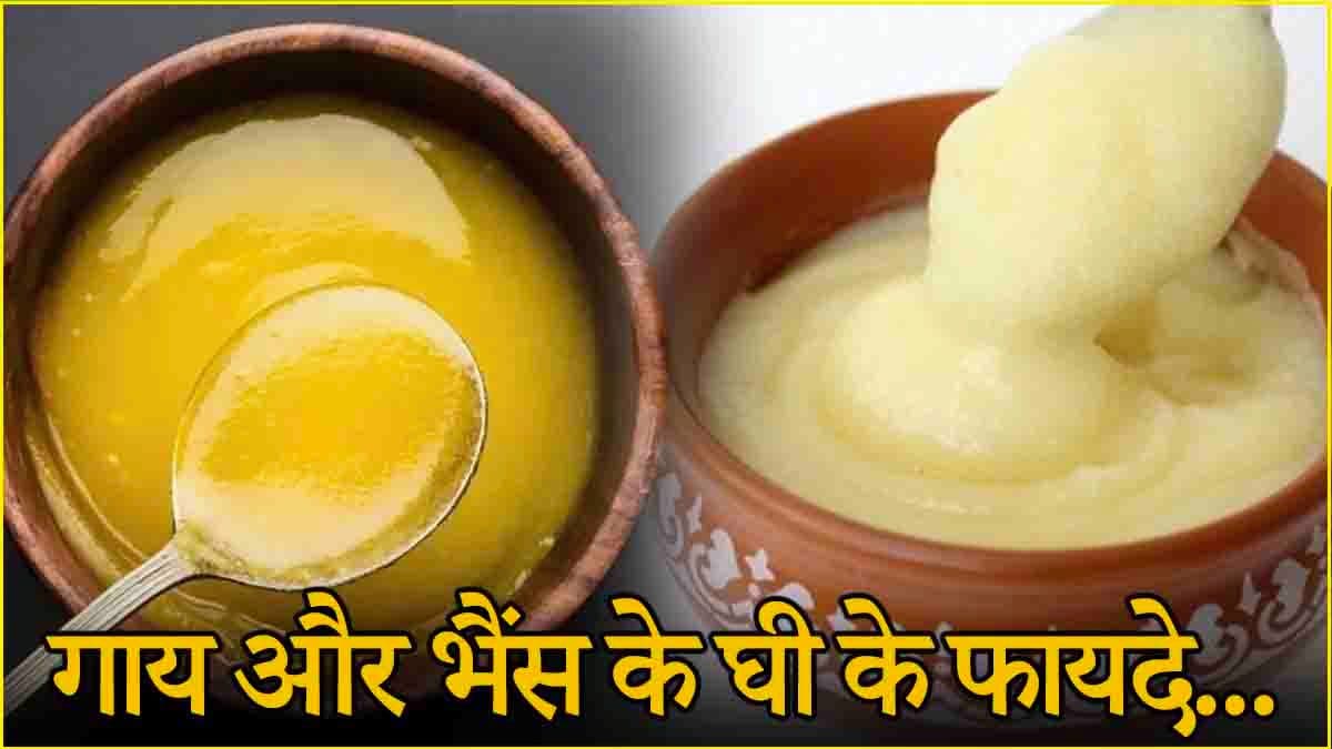 Ghee Benefits: गाय या भैस का घी? कौन सा आपकी सेहत के लिए फायदेमंद
