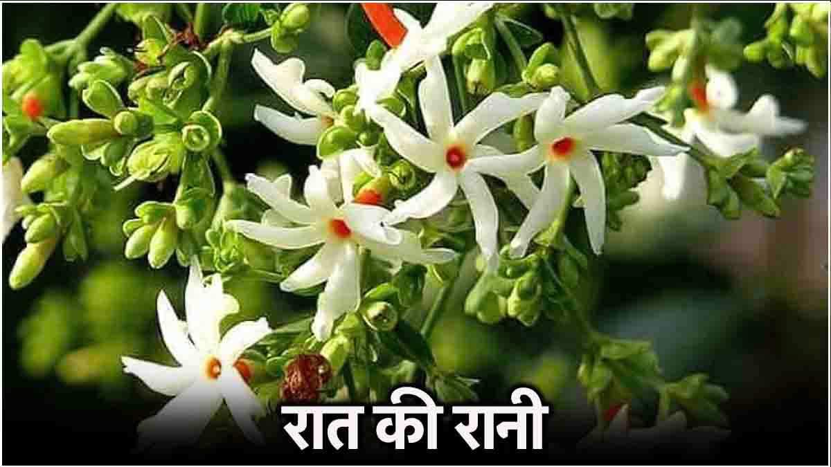 बार-बार सूख रही है रात की रानी, डालें ये चीजें, खिल उठेगा पौधा