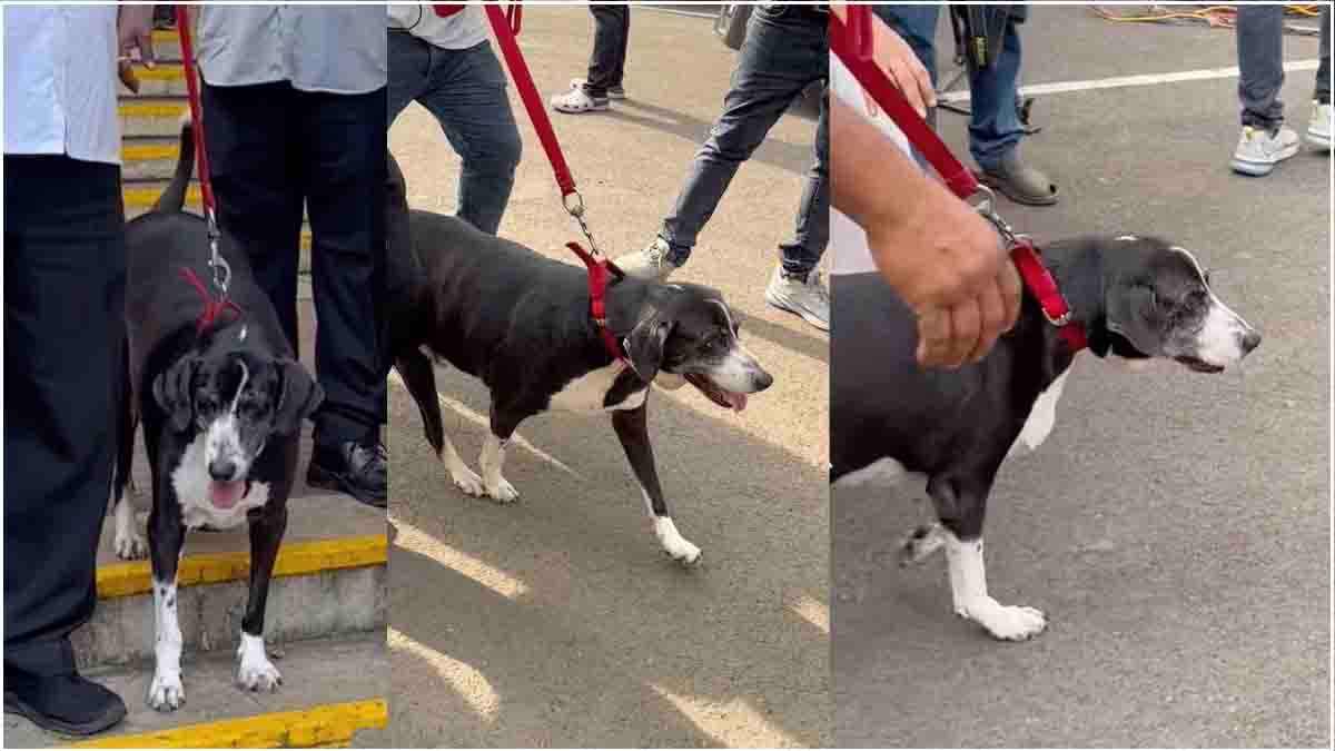 रतन टाटा के निधन पर Dog ने सुबह से कुछ नहीं खाया, 'गोवा' ने भी दी श्रद्धांजलि