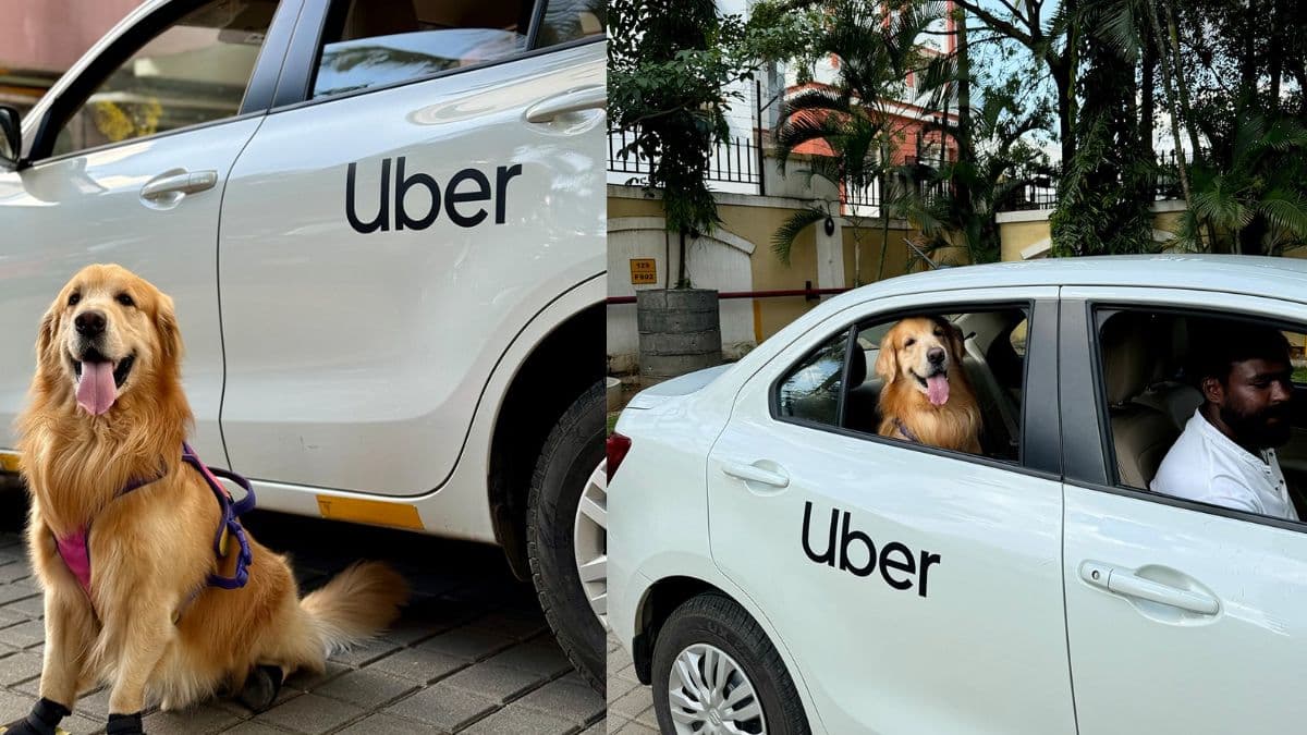 Uber India ने कैब में शुरू की नई सर्विस, पालतू जानवरों के शौकीन ऐसे उठाएं फायदा