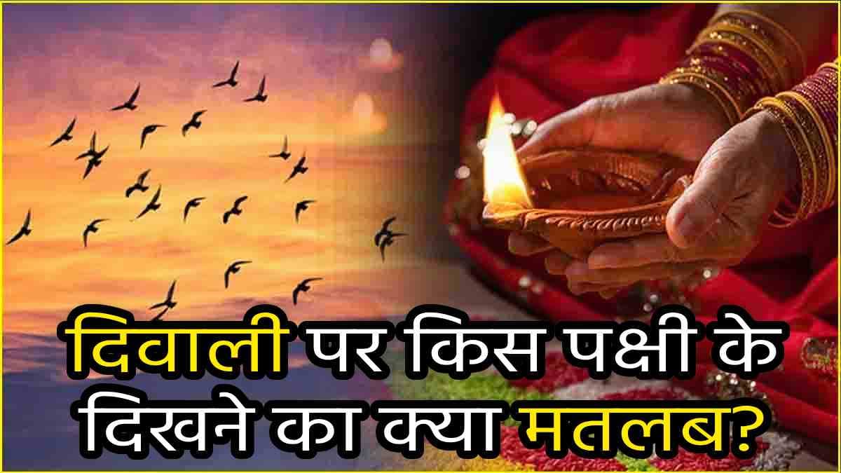 Diwali 2024: दिवाली पर इन 5 पक्षियों के दिखने से अगली दिवाली तक होता है शुभ ही शुभ, जाने मान्यताएं
