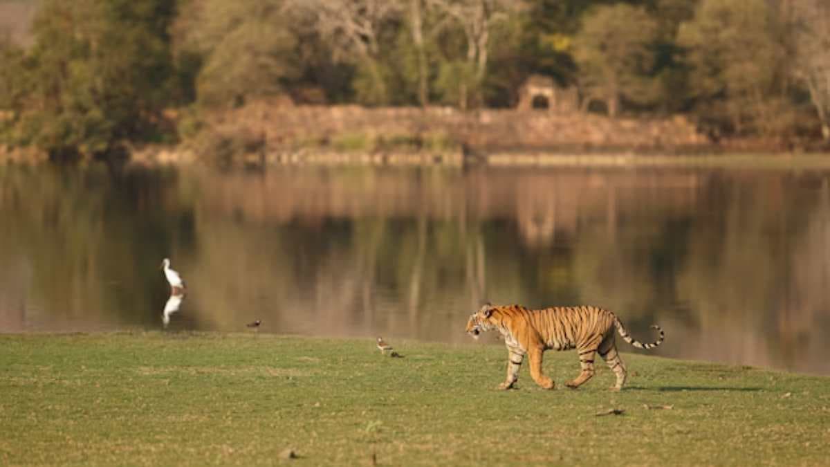 मानसून खत्‍म..अब होंगे टाइगर के दीदार, पर्यटकों के ल‍िए MP में खुल गए ये 6 नेशनल पार्क