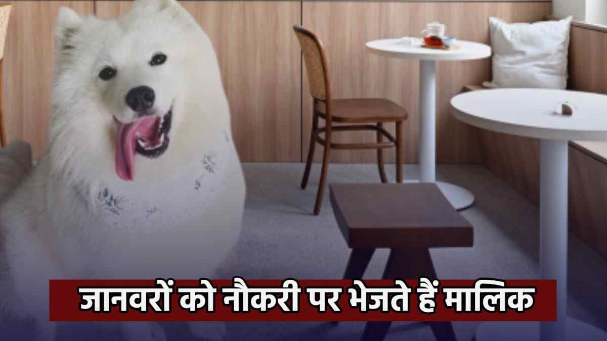 यहां इंसान ही नहीं बिल्लियां भी कर रहीं नौकरी, खुद मालिक भेजते हैं 'ऑफिस'