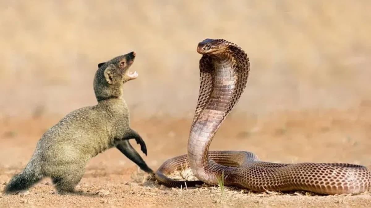 नेवले पर क्यों नहीं चढ़ता सांप का जहर? आखिर क्या है इसका रहस्य?
