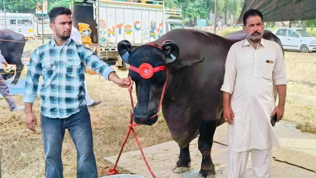 अनमोल भैंसा (1)