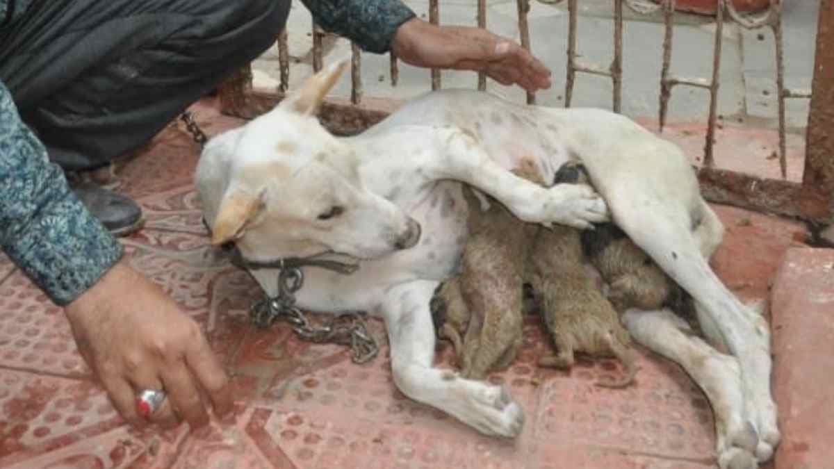 Agra pUppies