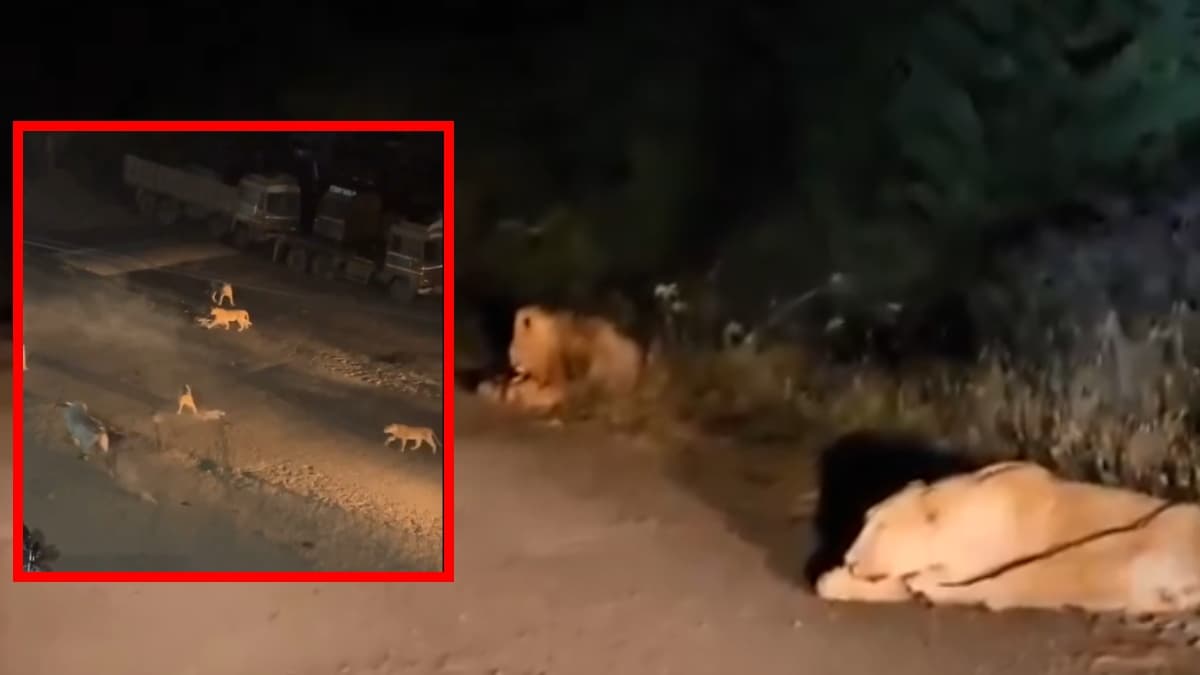 Amerli Lion Viral Video Amerli Lion Viral Video