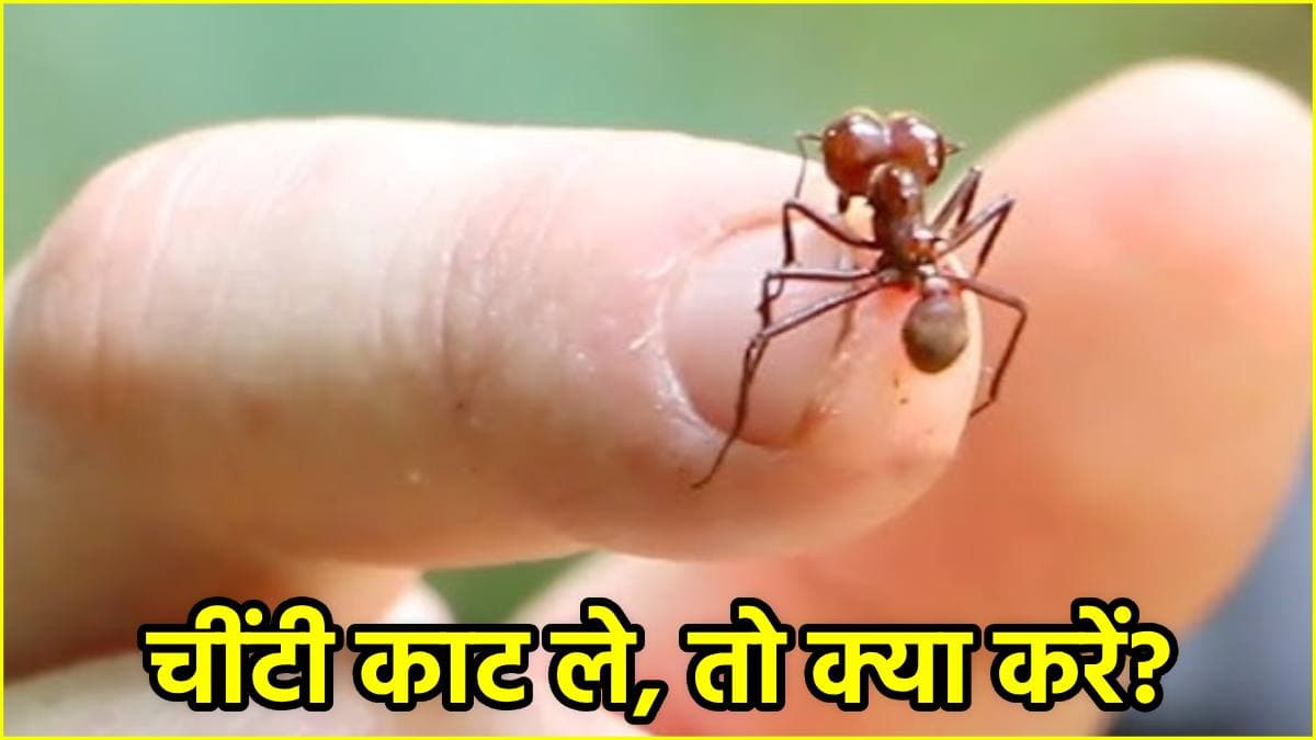 क्या चींटी काटने से भी होती है कोई बीमारी? दिखें ये संकेत तो ऐसे करें बचाव