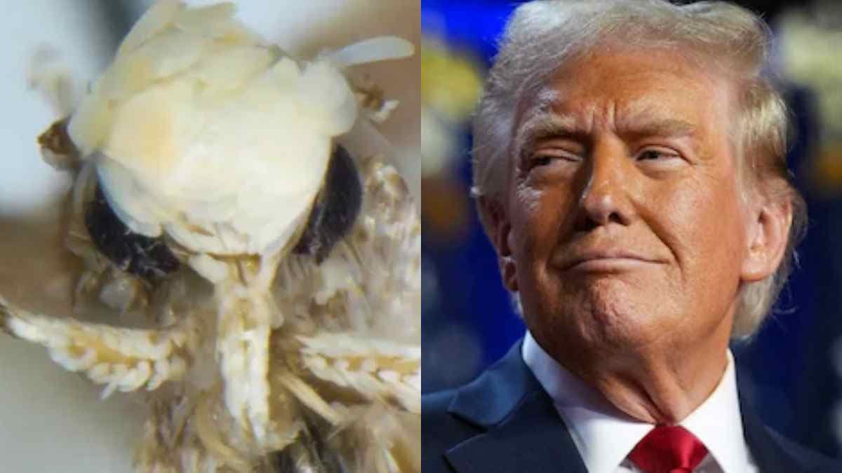 Donald Trump के नाम पर कीड़े का नामकरण क्यों? जानें इसके पीछे की वजह