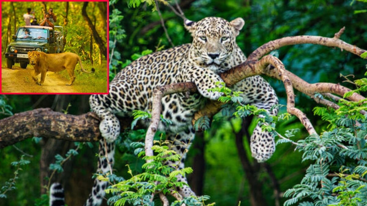 Gir National Park (1)