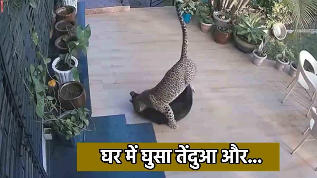 Leopard Attack (1)
