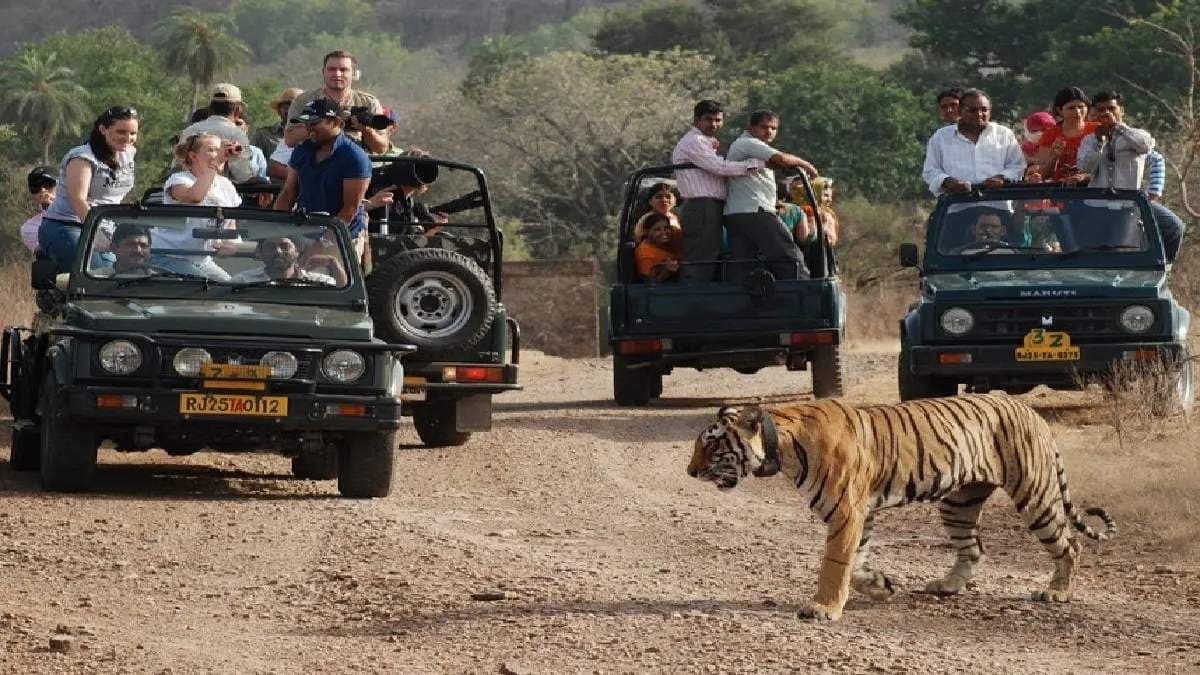 जंगल सफारी में घूमना महंगा, भोपाल के वन विहार राष्ट्रीय उद्यान में 1000 रुपये हुई फीस