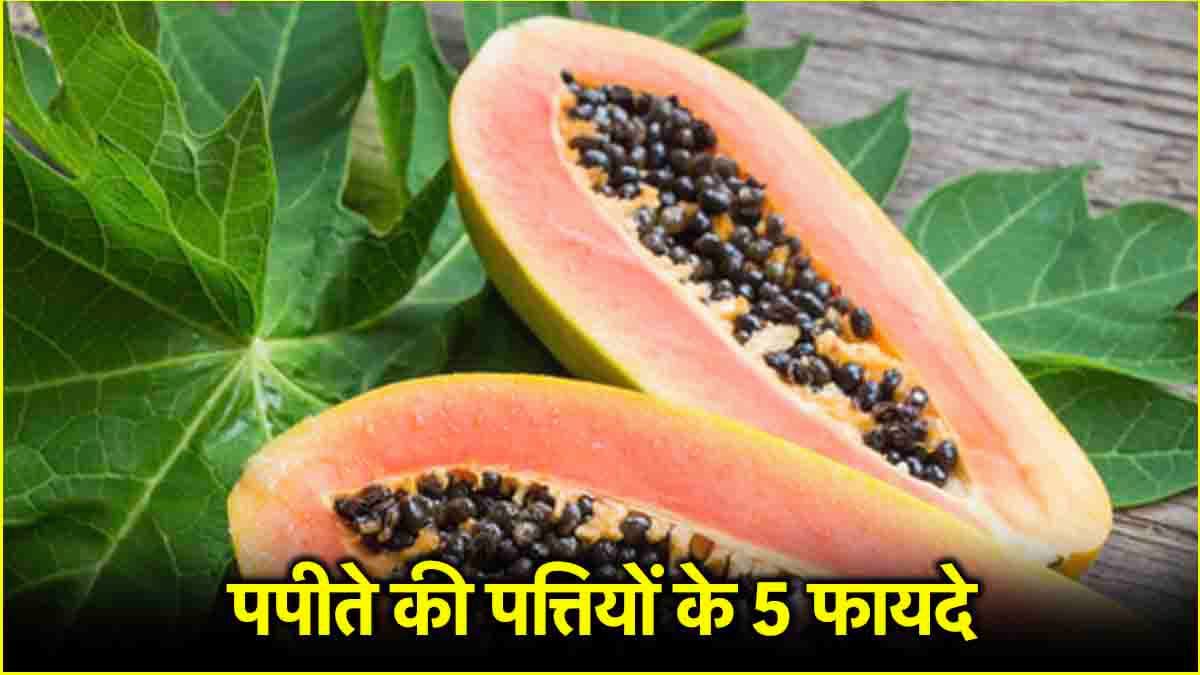Papaya Leaves Benefits: सुबह खाली पेट करें पपीते की पत्तियां और बीज सेवन, कई बीमारियों रहेंगी दूर