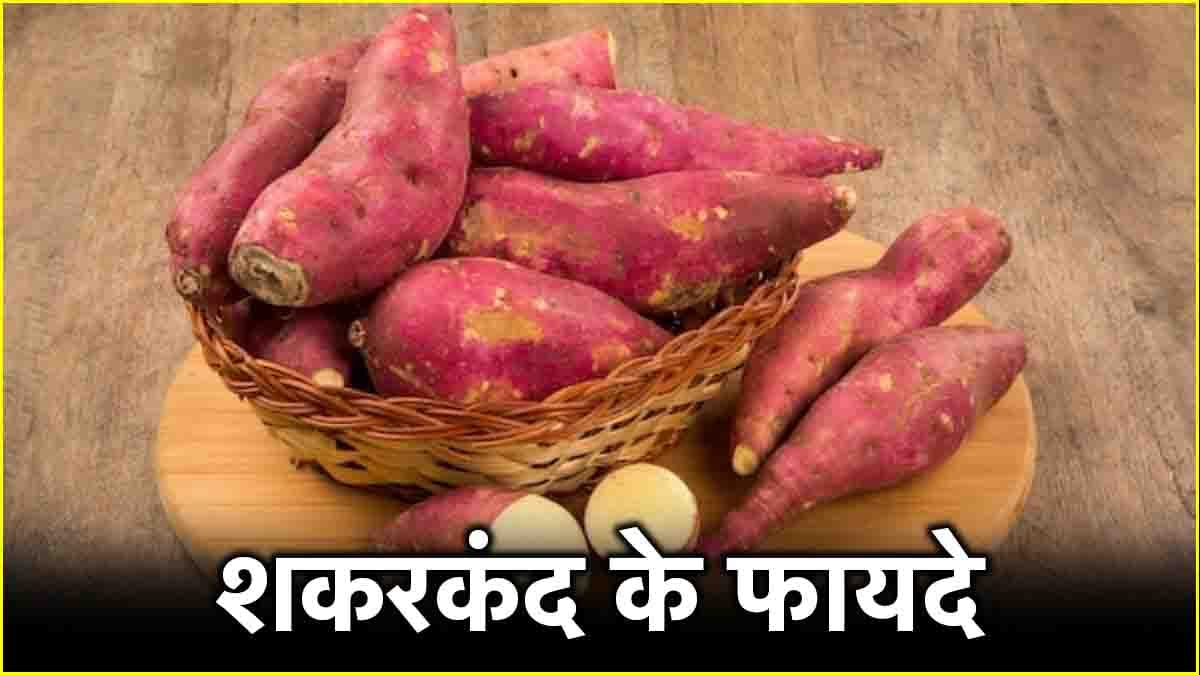 Sweet Potato Benefits: शकरकंद को करें डाइट में शामिल, होंगे 7 चौंकाने वाले फायदे