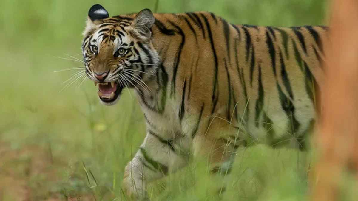 Tiger (4)