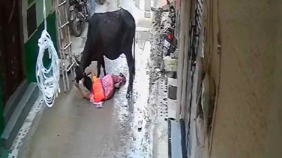 आंटी की सांड के साथ भिड़ंत का वीडियो वायरल,  हमला कर रहा था, ऐसे सिखाया सबक