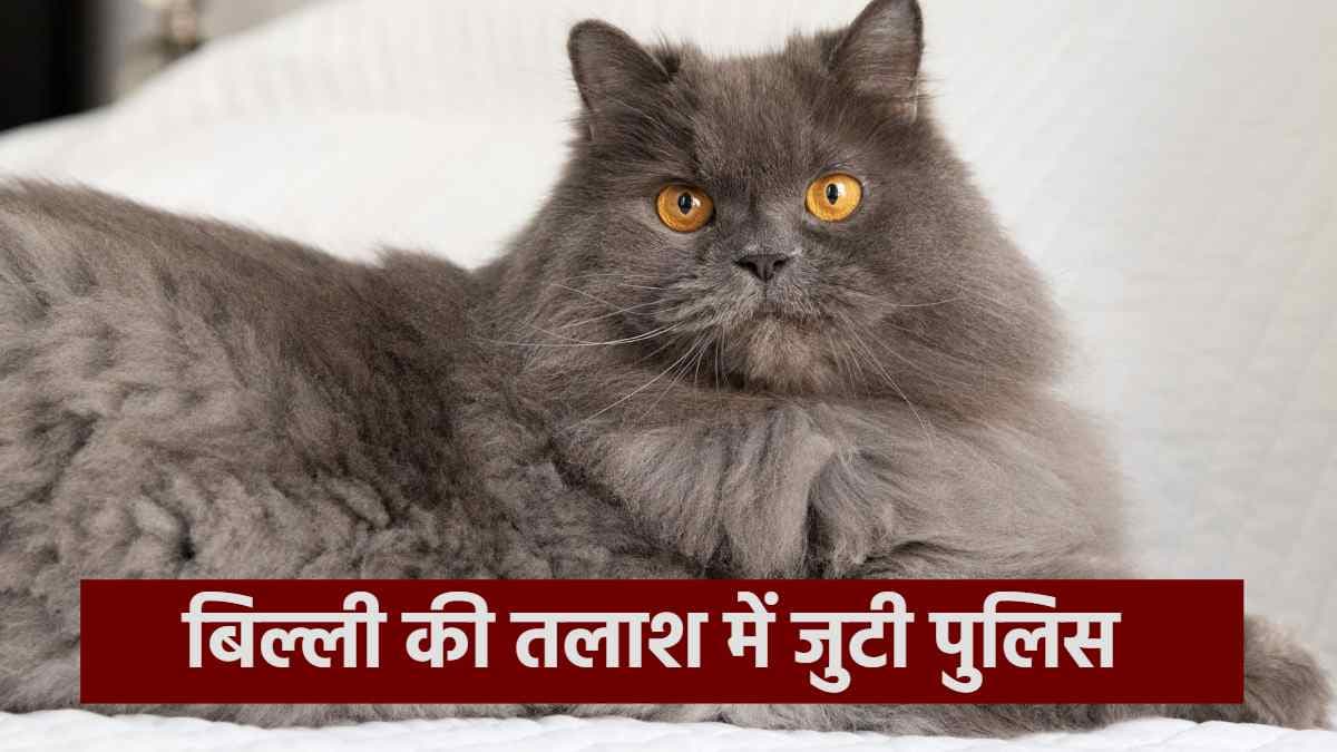 बिल्ली चोरी होते ही मालकिन ने खाना छोड़ा, CCTV फुटेज खंगाल रही गोरखपुर पुलिस