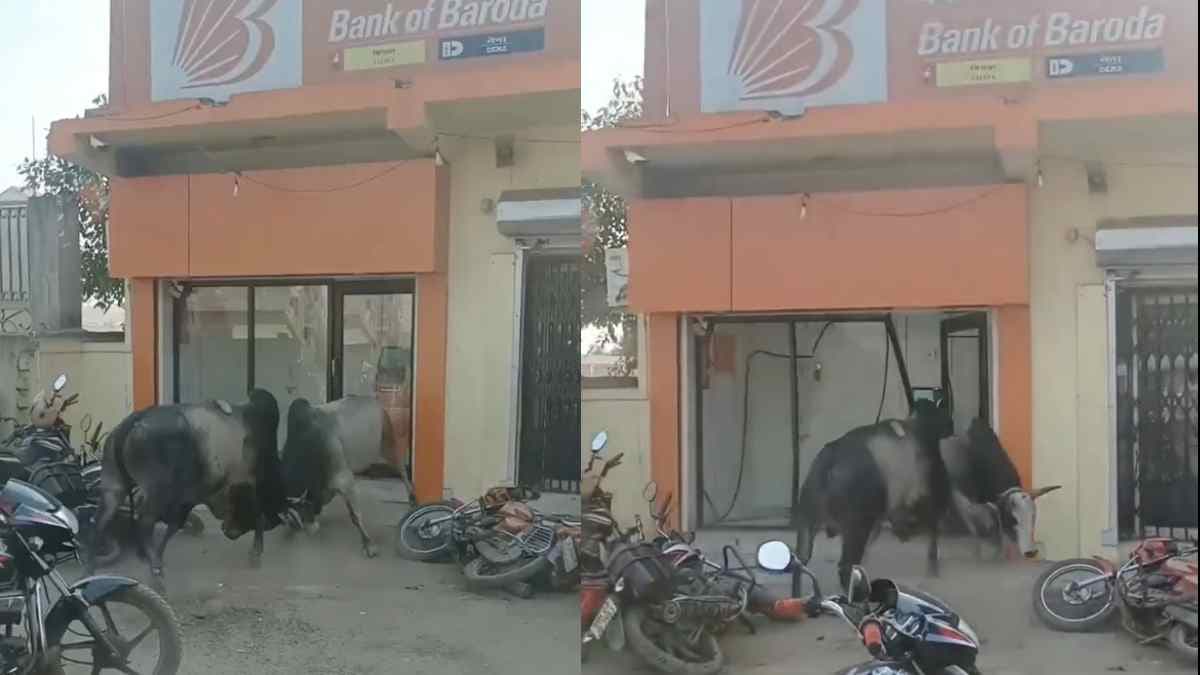 सांडों की लड़ाई में बैंक ऑफ बड़ौदा को लगा चूना! ATM को किया तहस-नहस