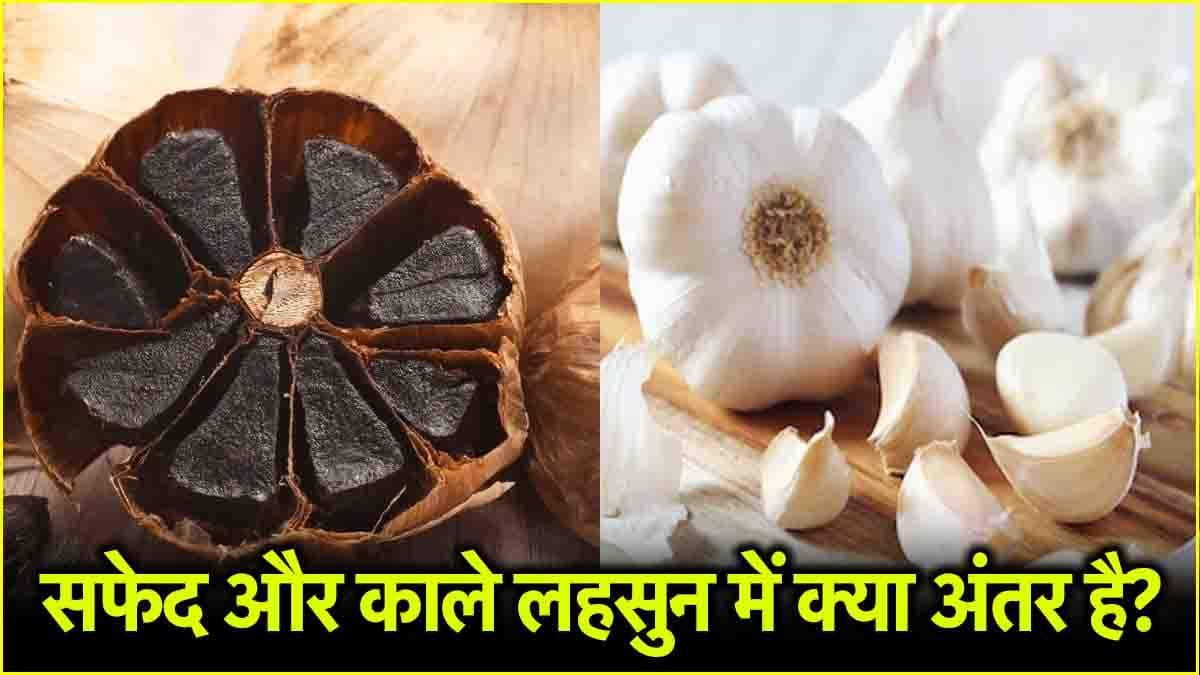 Black Garlic Benefits: सफेद से ज्यादा फायदेमंद है काला लहसुन, जानकर कहेंगे- "पहले क्यों नहीं पता था"