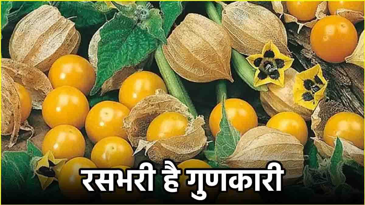 Makoy Benefits: कई बीमारियों को दूर रखता है ये छोटा सा फल, जानें खाने का तरीका