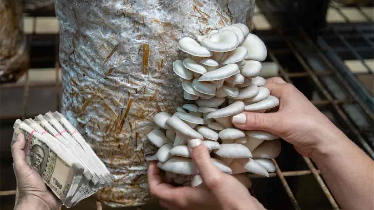 Mashroom