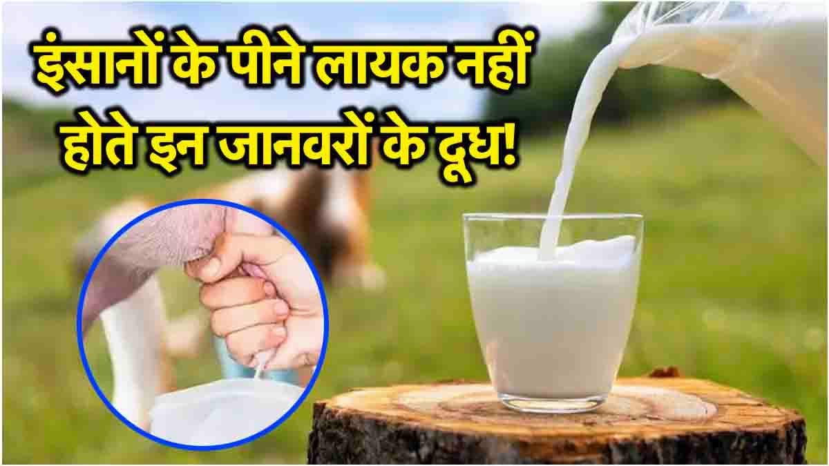 Ajab Gajab: किसी जानवर का दूध शराब-सा नशीला, तो किसी का जहर-सा जहरीला!