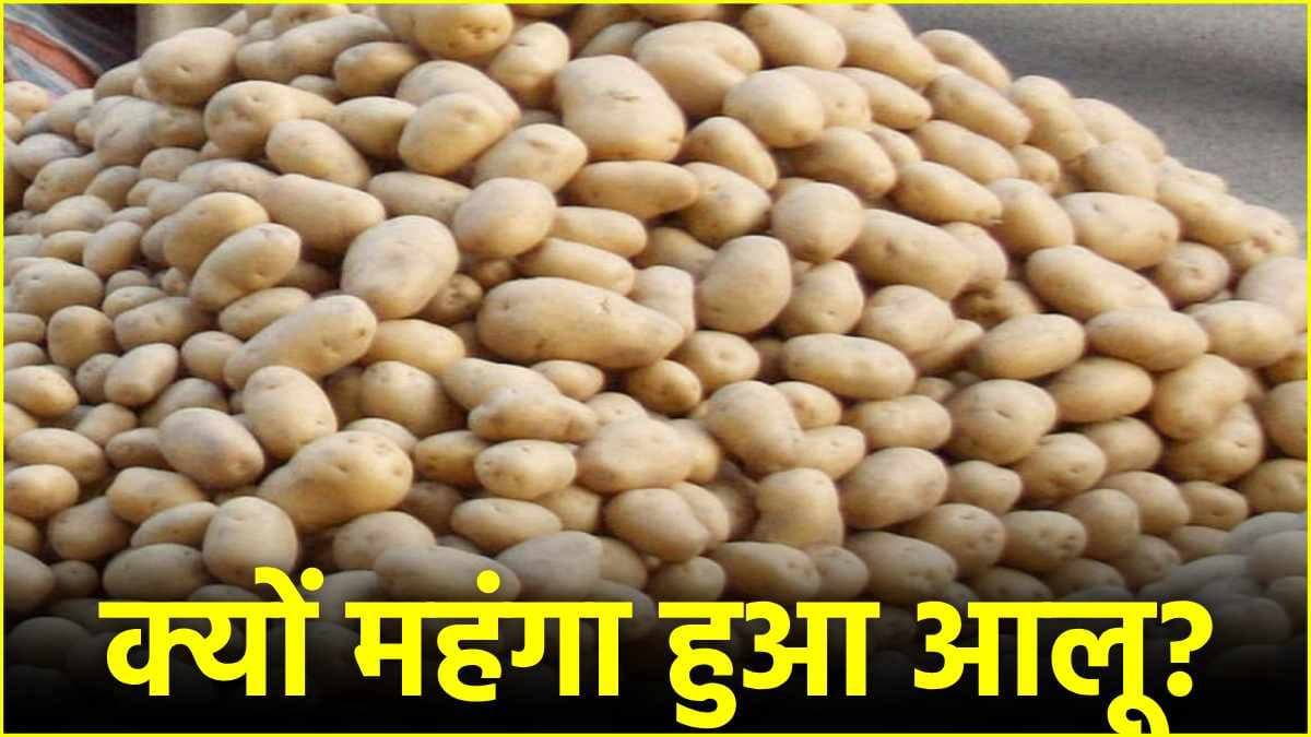 दोगुने दाम में बिक रहे हैं आलू! थोक में 25 और रिटेल में 50 रुपए में बिक रहा