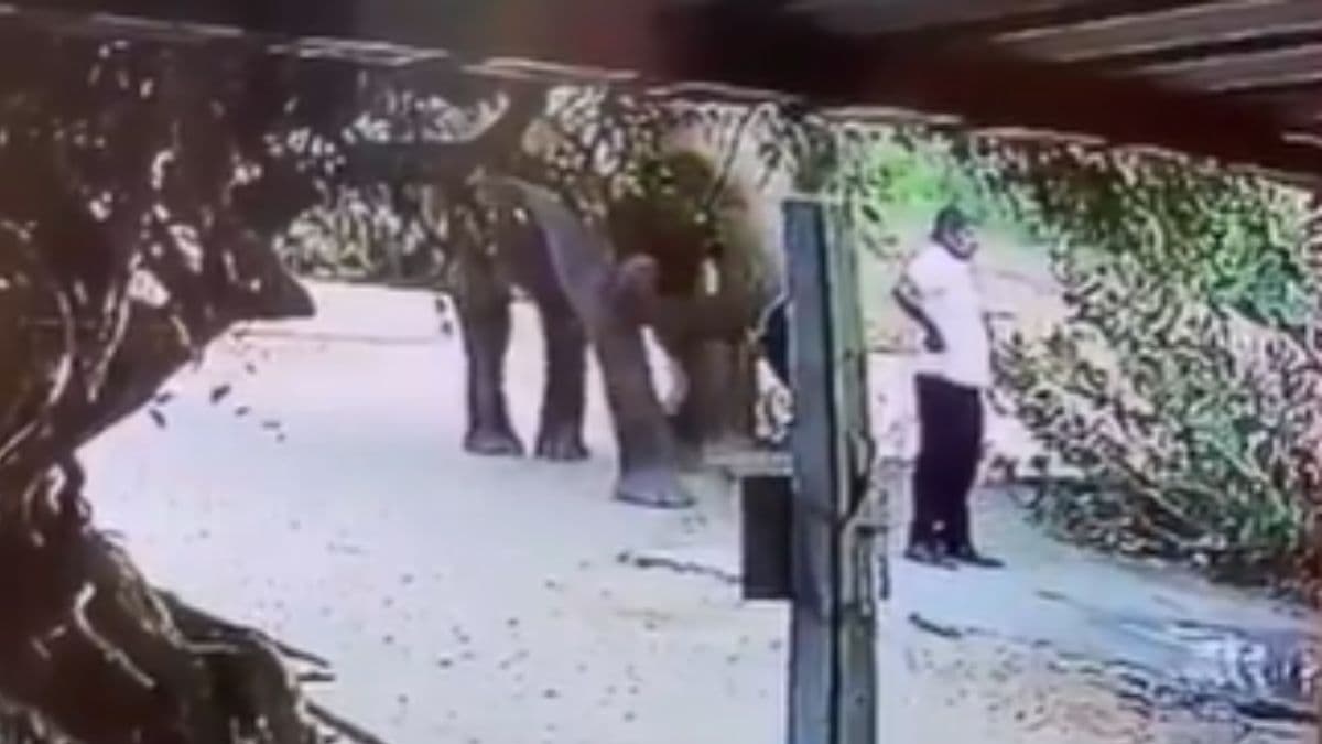 Viral Video: मदमस्त हाथी ने इंसान को किया ऐसा इशारा! यूजर ने सोशल मीडिया दिए मजेदार रिएक्शन