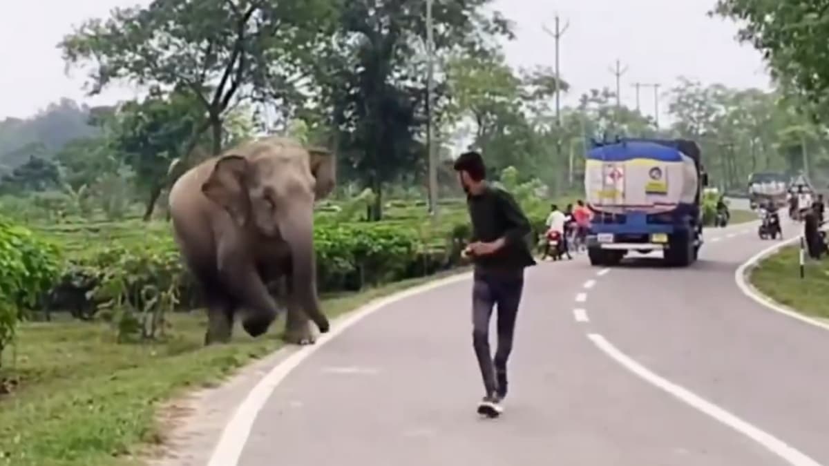 Elephant Attack