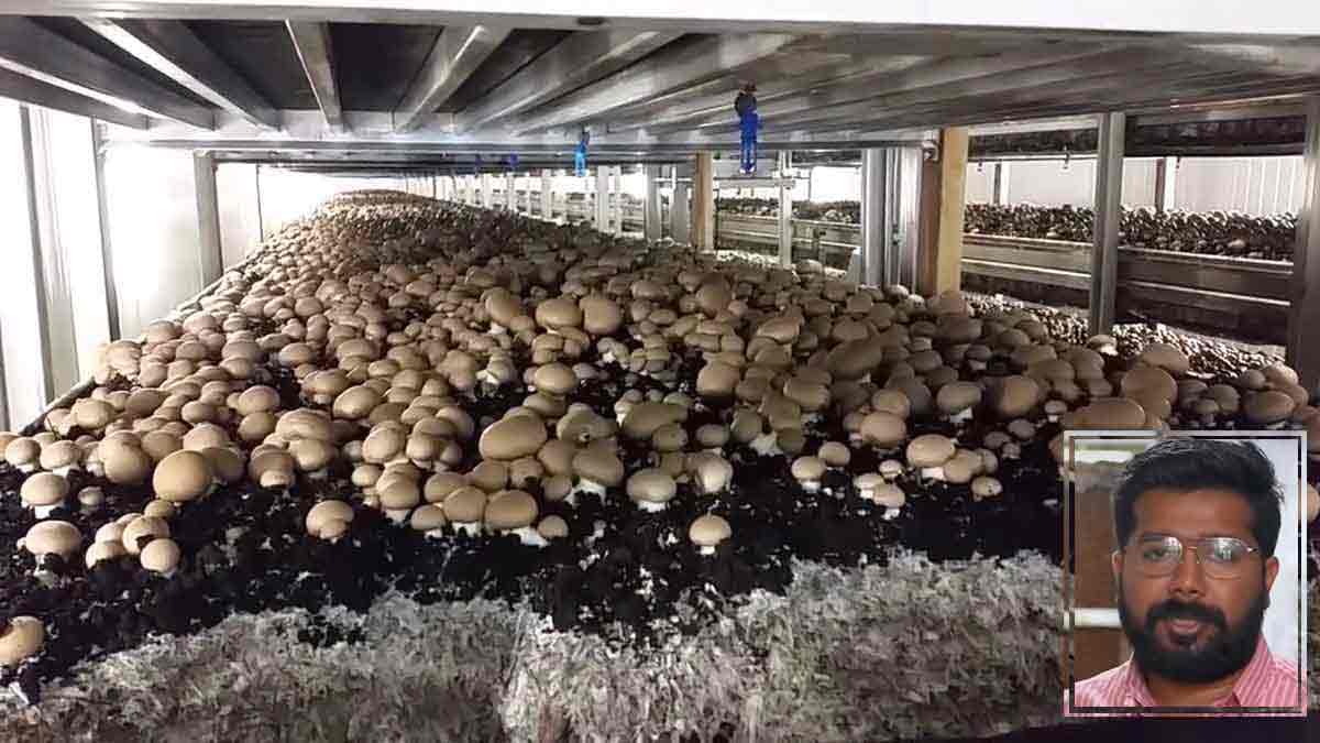 Success Story: शौक में उगाए Mushroom, आज हर रोज हो रही 40 हजार की कमाई