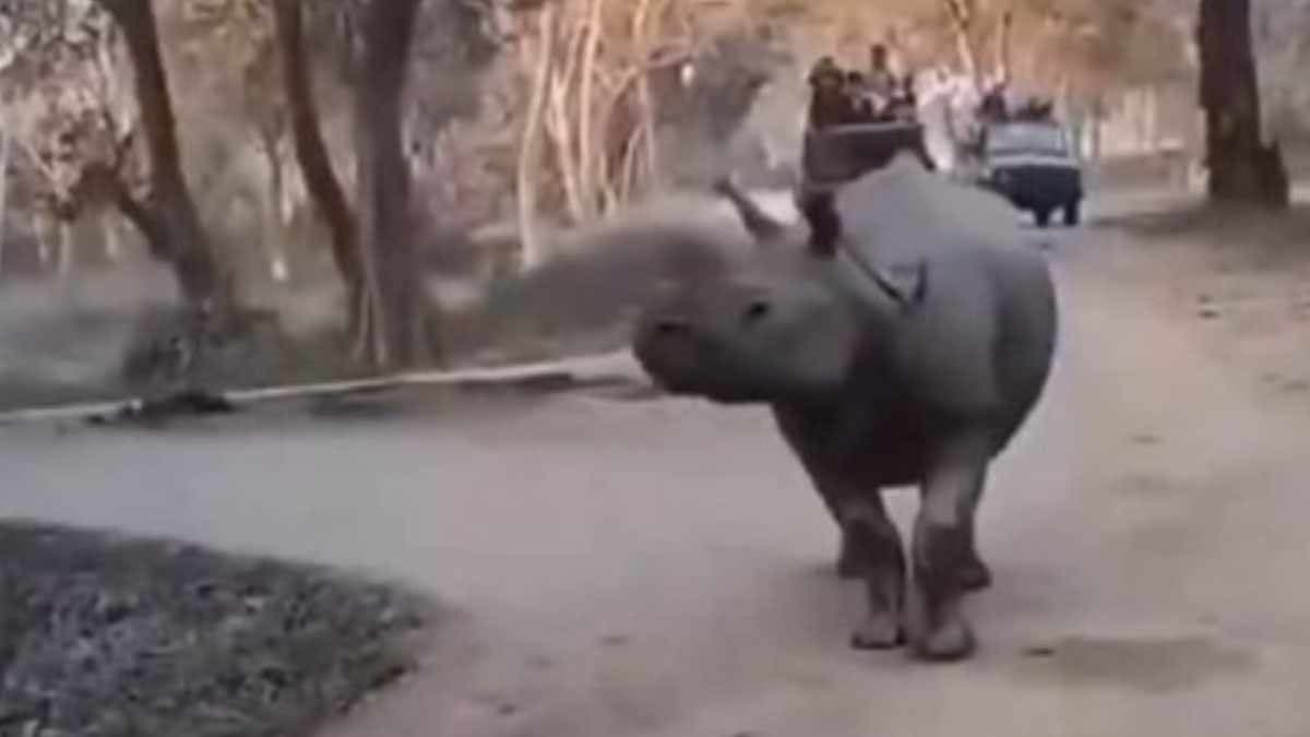 Viral Video : काजीरंगा में गैंडों के झुंड के सामने सफारी जीप से गिरी महिला, रोंगटे खड़े कर देने वाला वीडियो