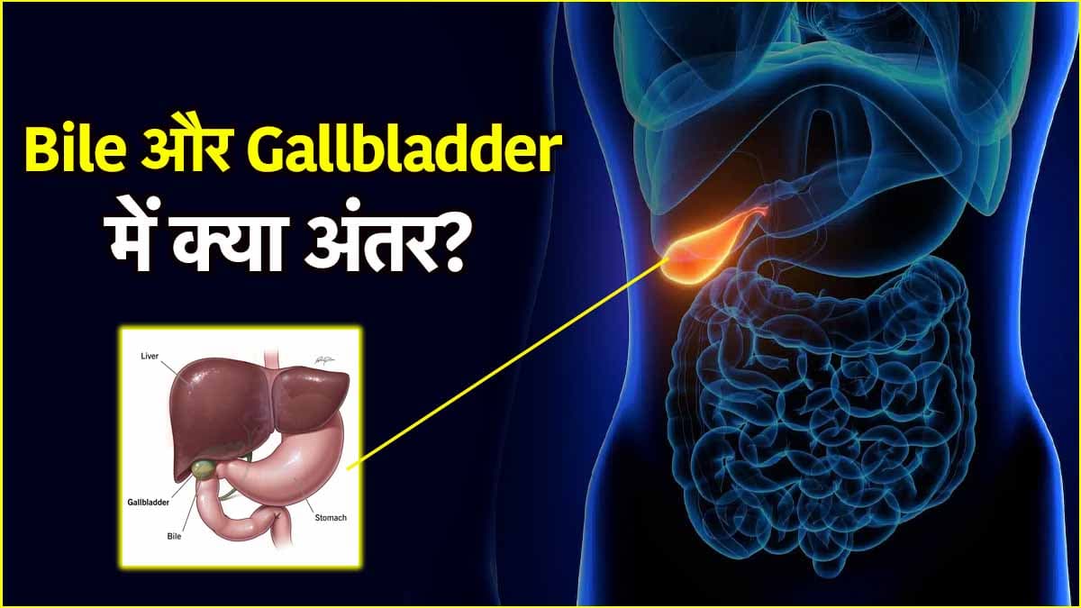 Bile VS Gallbladder: खाना पचाने में इन 2 अंगों का कितना रोल? डॉक्टर से जानें अंतर