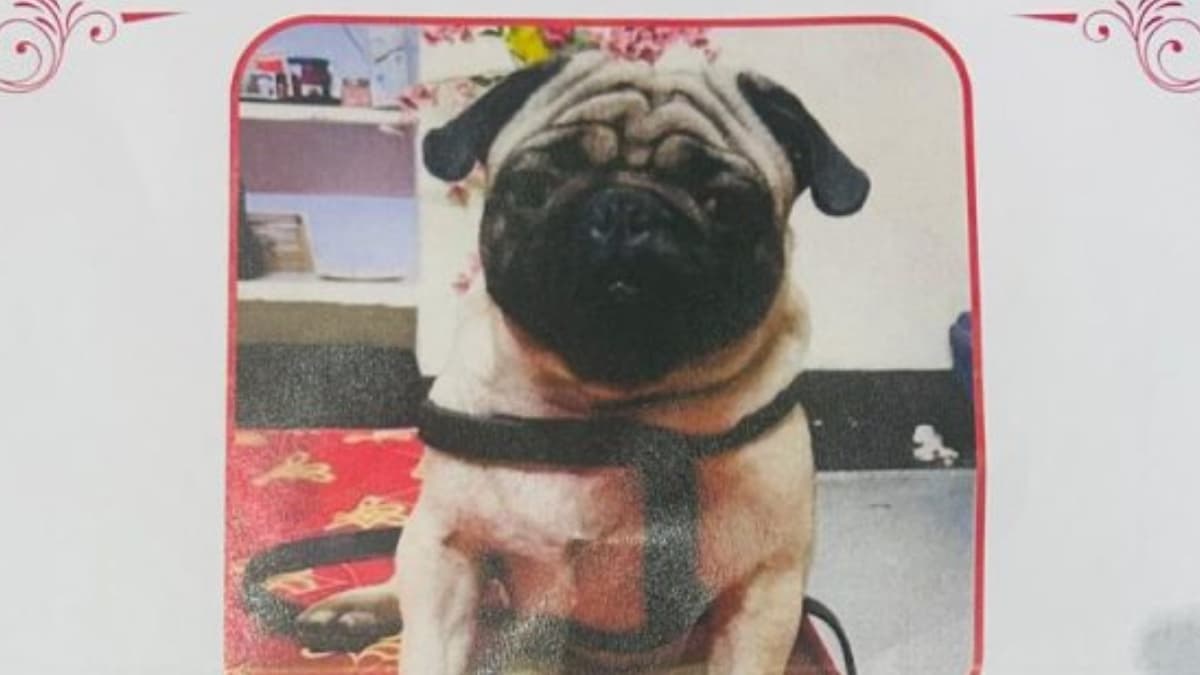 Chhatarpur Dog