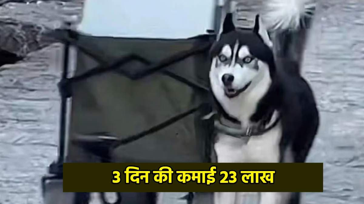 तीन दिन में इस कुत्ते ने कमाए 23 लाख रुपये, लेकिन कैसे? चौंका देने वाली वजह