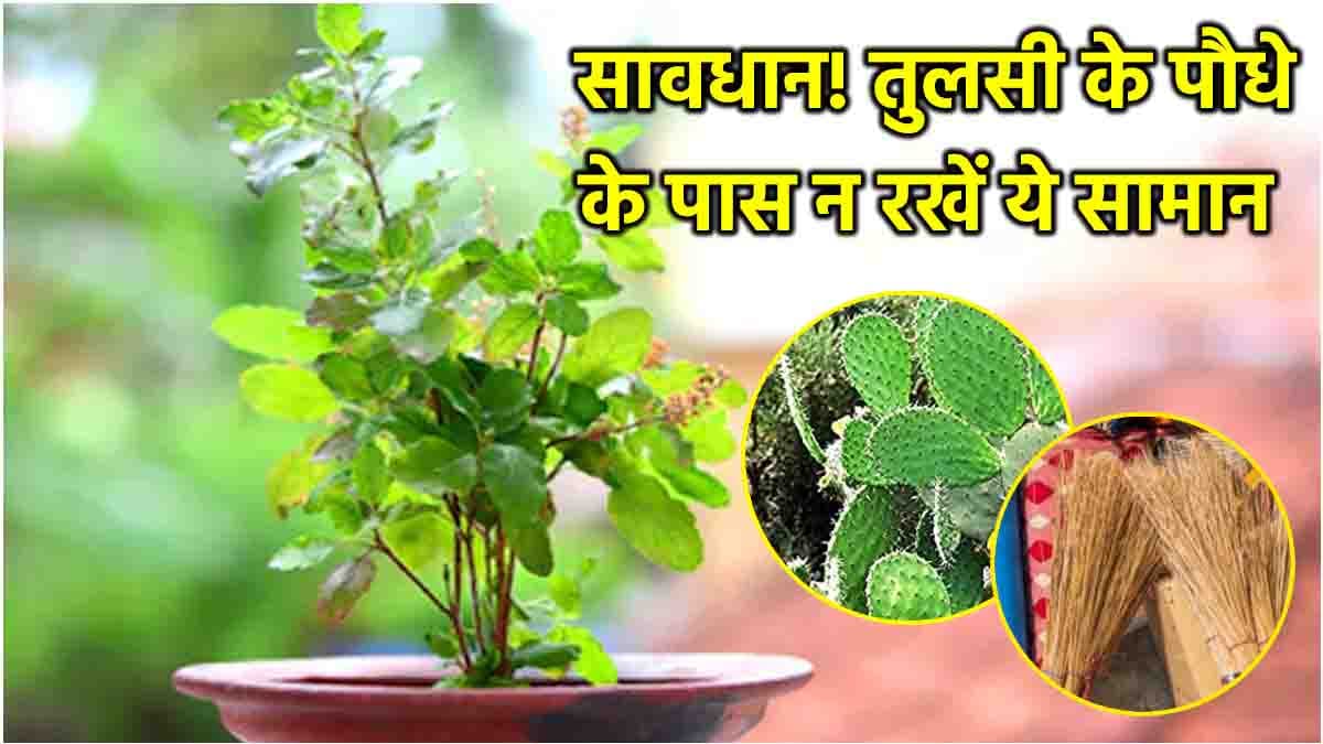 Tulsi Plant: तुलसी के पौधे के पास भूल से भी न रखें ये सामान, होता है धन का नुकसान!
