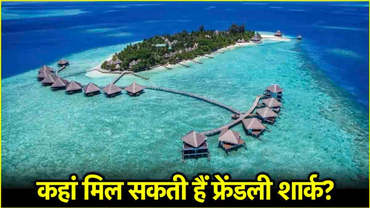 Maldives में कैसे मिलेगा शार्क के साथ तैरने का रोमांच? दोस्ती में इस तरह बदलेगा डर