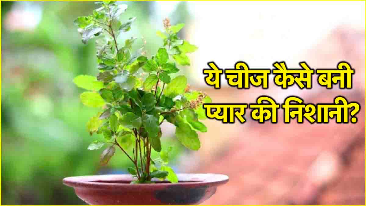 Valentines Week 2025: प्यार से कैसे जुड़ा तुलसी का रिश्ता? दिलचस्प है कहानी