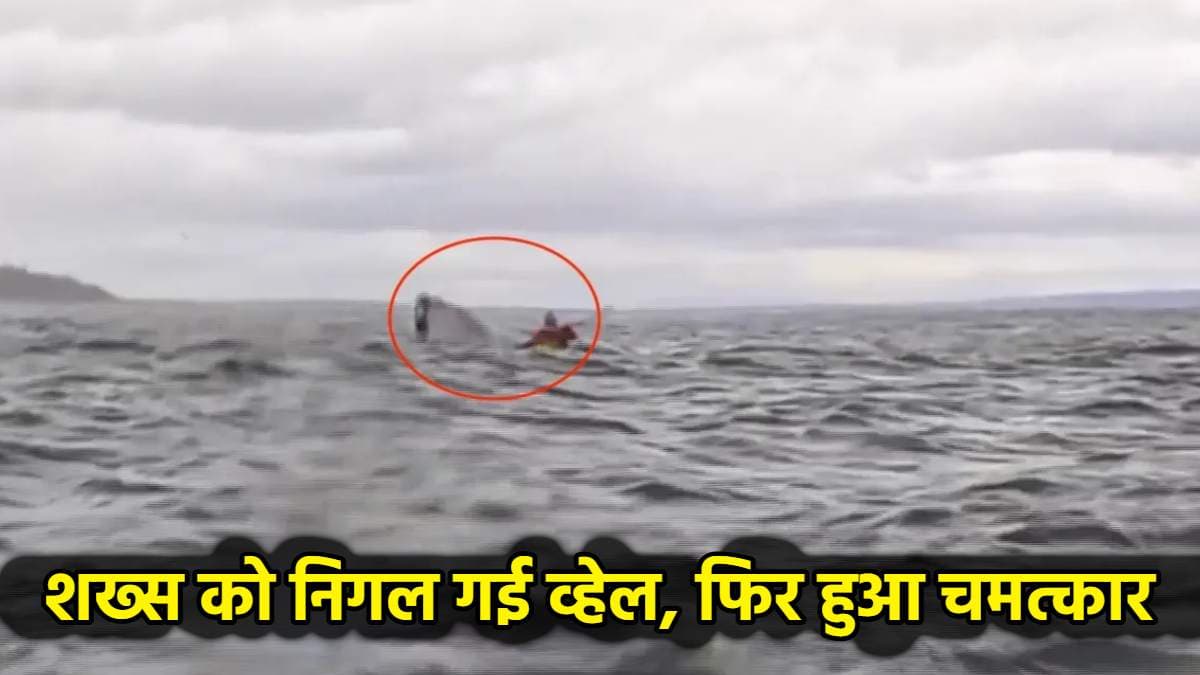 व्हेल ने निगला पर जिंदा बाहर आ गया शख्स, वीडियो देखते ही यूजर्स बोले-ये चमत्कार