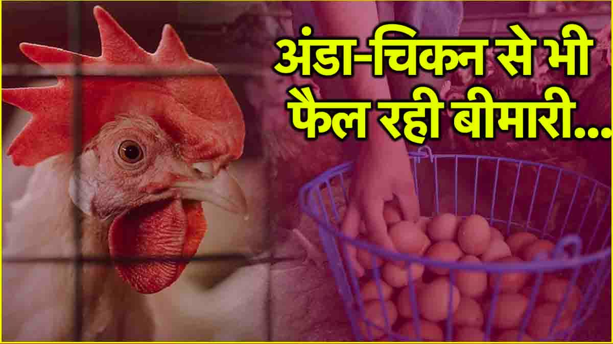 Bird Flu Symptoms: अंडे-चिकन के शौकीनों में फैल रही यह बीमारी, देखें शुरुआती संकेत