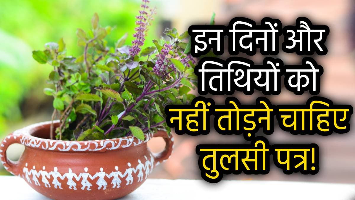 Tulsi ke Niyam: इन 3 लोगों को अपने घर में नहीं लगाना चाहिए तुलसी का पौधा, जानें तुलसी पूजा के नियम!