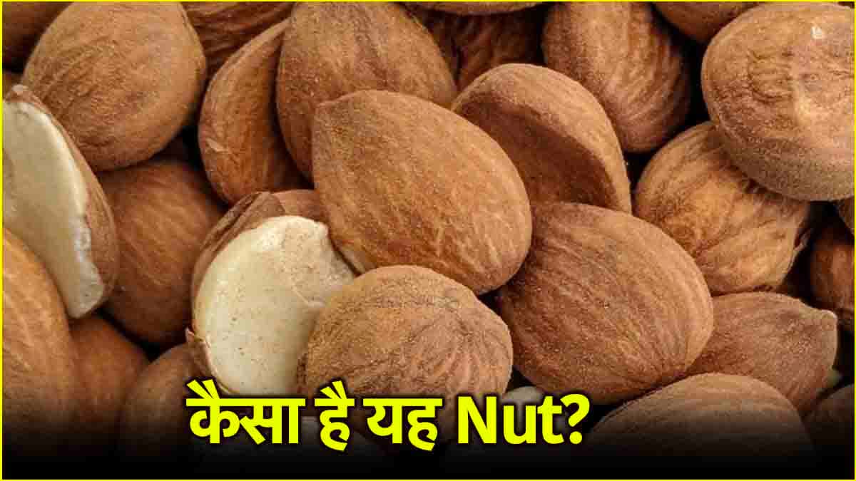 बादाम जैसा दिखने वाला ये Nut है सेहत के लिए वरदान! रोजाना खाने से दूर रहेंगी ये बीमारियां