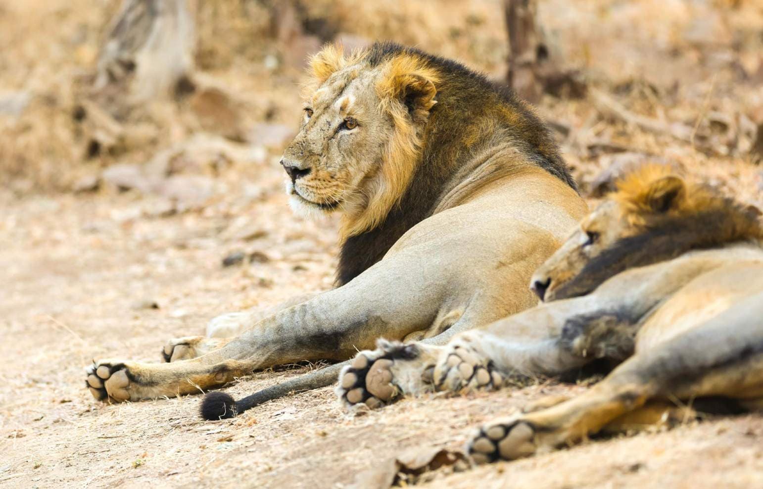 Gujarat Lion Death News
