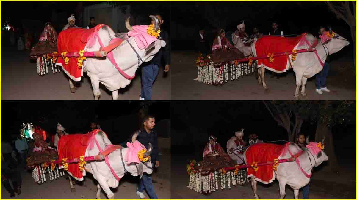 Ghaziabad News: बैलगाड़ी से दुल्हन विदा, अनोखा दहेज, जानें गाजियाबाद में गजब शादी