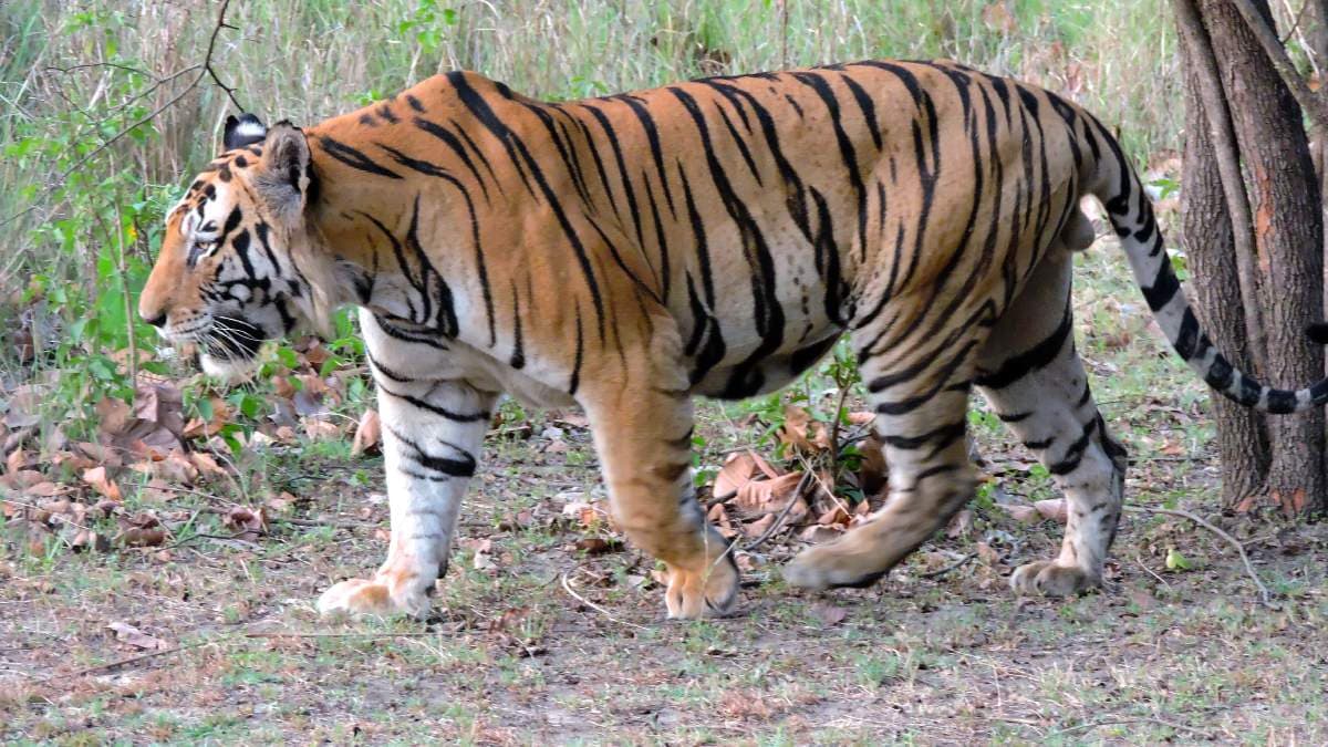 3 साल में भारत से कैसे गायब हो गए 100 बाघ? जानें कितने एडवांस हो गए माफिया