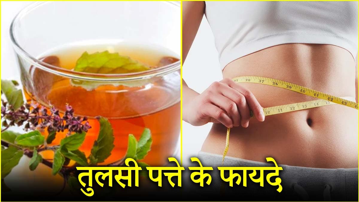 फेमस यूट्यबूर ने बताया वजन कम करने का नुस्खा, तुलसी के पत्ते का ऐसे करें सेवन