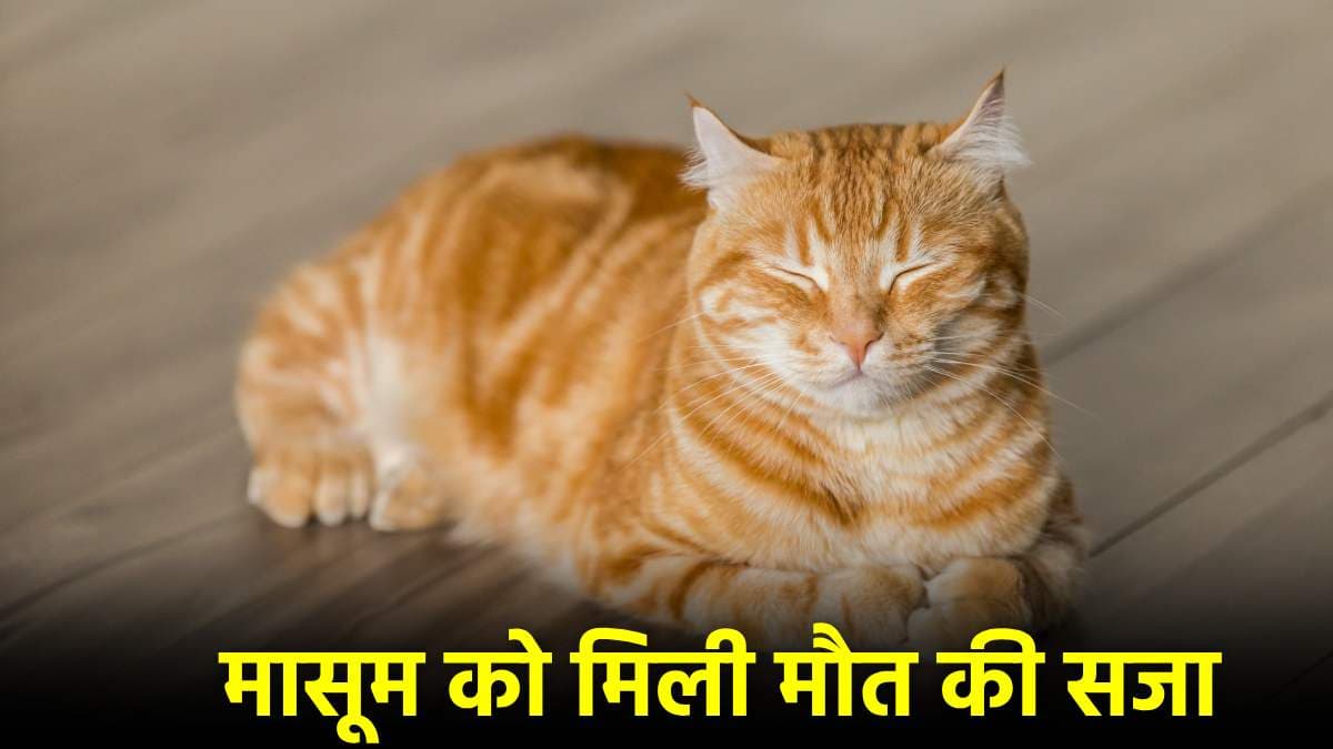 बिल्ली को रास्ता काटने की मिली सजा, महिला और दोस्तों ने किया आग के हवाले, दर्ज हुई FIR