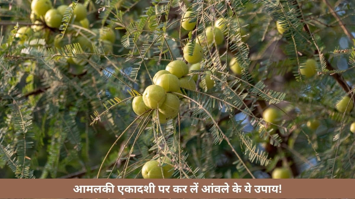 Amalaki Ekadashi 2025: जीवन की हर समस्या से मुक्ति दिलाएंगे आंवले के ये अचूक उपाय!