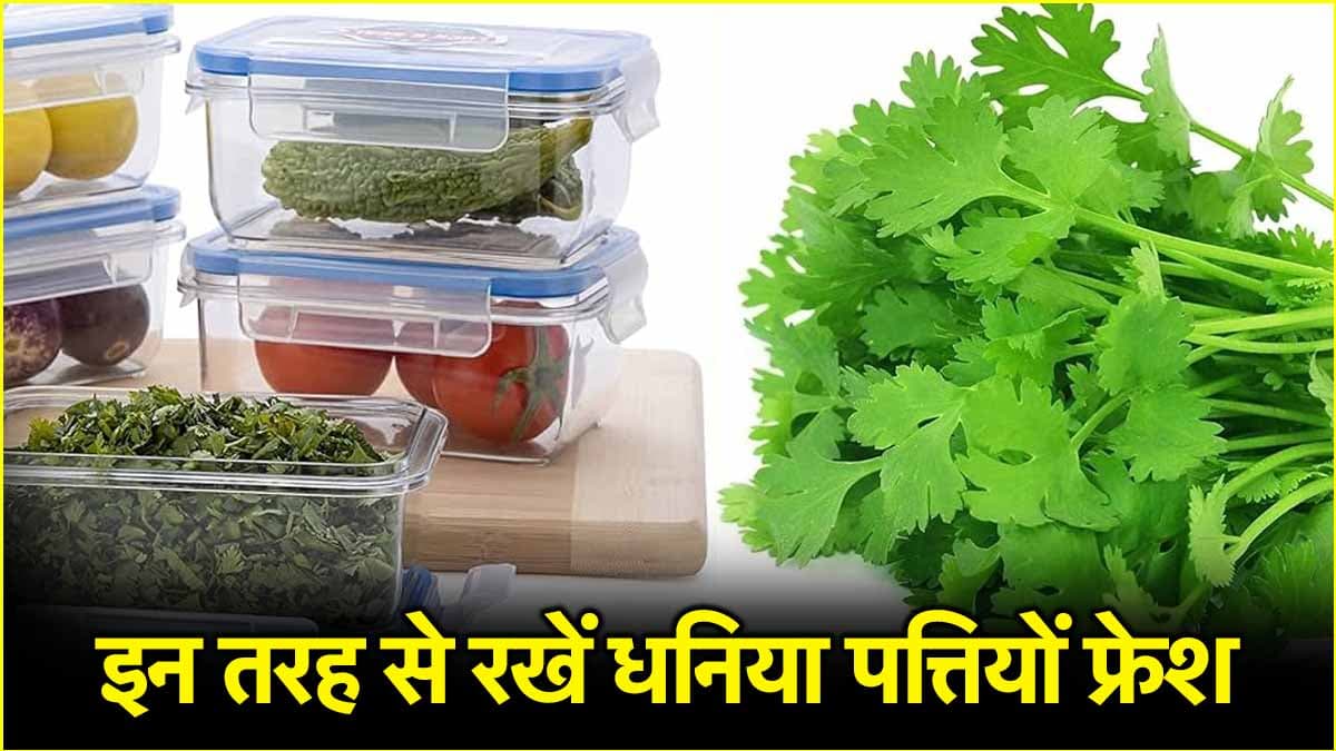 Kitchen Hack: हफ्तों तक धनिया पत्ता रहेगा फ्रेश, अपनाएं ये 5 आसान टिप्स