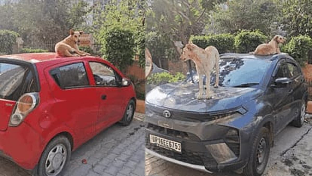 तीन दिन में पांच लोगों को बनाया शिकार, ग्रेटर नोएडा वेस्ट की सोसायटियों में कुत्तों का आतंक