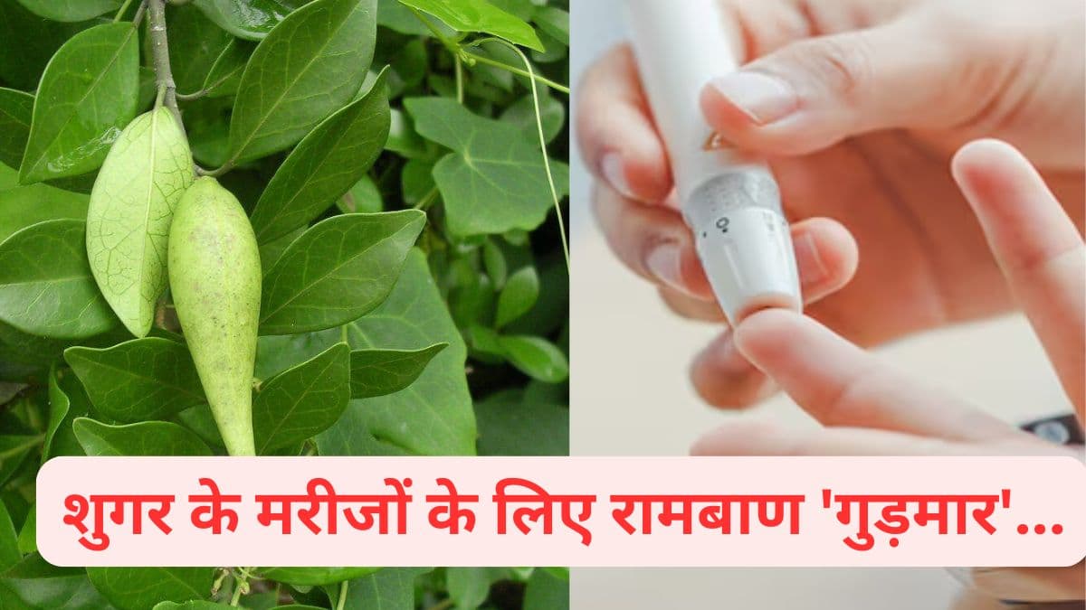 डायबिटीज को 'मारकर' भगाएगी यह जड़ी-बूटी! जानें इस्तेमाल का तरीका